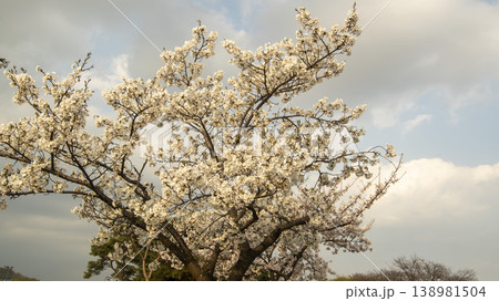 Hwarang Park Cherry Blossoms Hwarang Park Cherry Blossoms 138981504