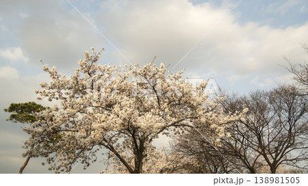 Hwarang Park Cherry Blossoms 138981505