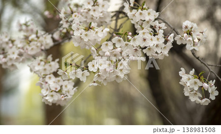 Hwarang Park Cherry Blossoms Hwarang Park Cherry Blossoms 138981508