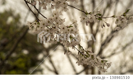 Hwarang Park Cherry Blossoms Hwarang Park Cherry Blossoms 138981510