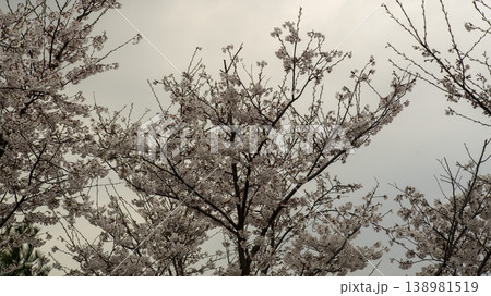 Hwarang Park Cherry Blossoms Hwarang Park Cherry Blossoms 138981519