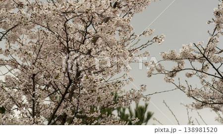 Hwarang Park Cherry Blossoms Hwarang Park Cherry Blossoms 138981520
