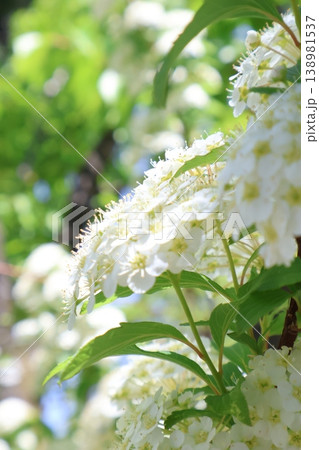 日差しが当たっている白い花の写真 日差しが当たっている白い花の写真 138981537