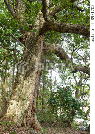 前川のタブノキ 天然記念物 秋田県 前川のタブノキ 天然記念物 秋田県 138981703