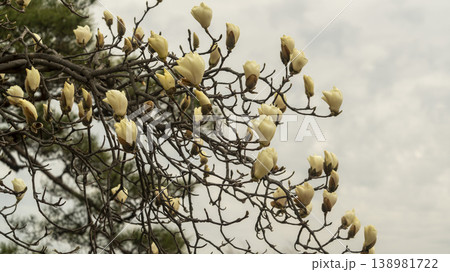 Hwarang Park Magnolia 138981722