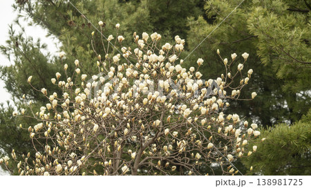 Hwarang Park Magnolia 138981725