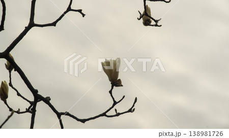 Hwarang Park Magnolia 138981726