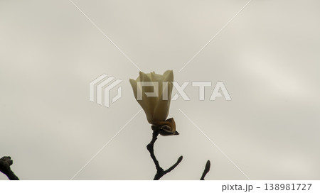 Hwarang Park Magnolia 138981727