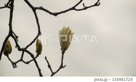 Hwarang Park Magnolia 138981728