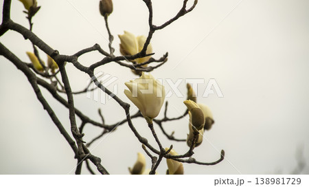Hwarang Park Magnolia 138981729
