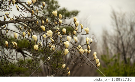 Hwarang Park Magnolia 138981730