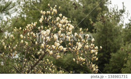 Hwarang Park Magnolia 138981731