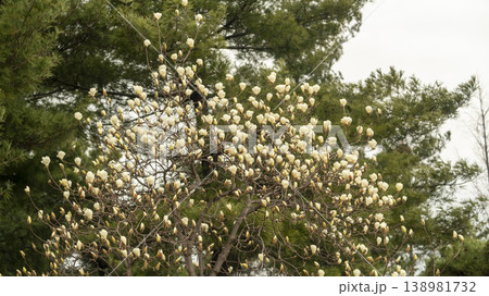 Hwarang Park Magnolia 138981732