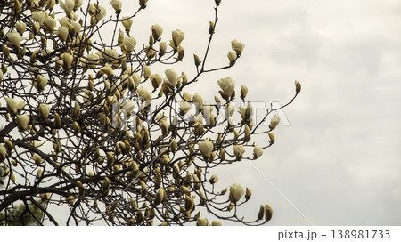 Hwarang Park Magnolia 138981733