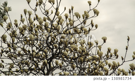 Hwarang Park Magnolia 138981734