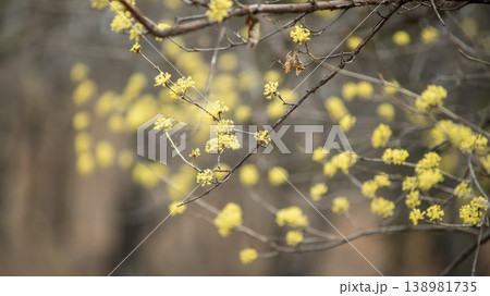 Hwarang Park Magnolia 138981735