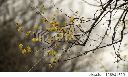 Hwarang Park Magnolia 138981736