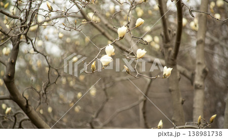 Hwarang Park Magnolia 138981738