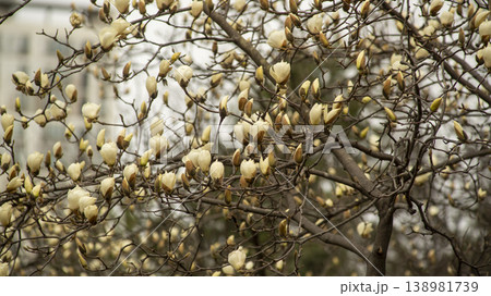 Hwarang Park Magnolia 138981739