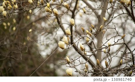 Hwarang Park Magnolia 138981740