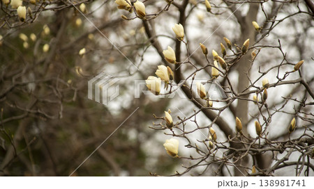 Hwarang Park Magnolia 138981741
