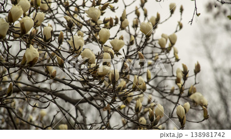 Hwarang Park Magnolia 138981742