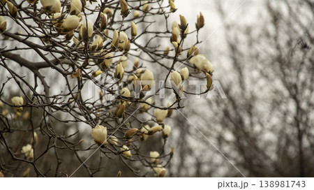 Hwarang Park Magnolia 138981743
