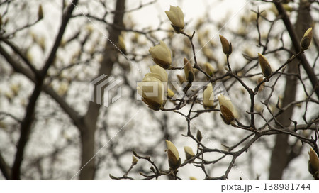 Hwarang Park Magnolia 138981744