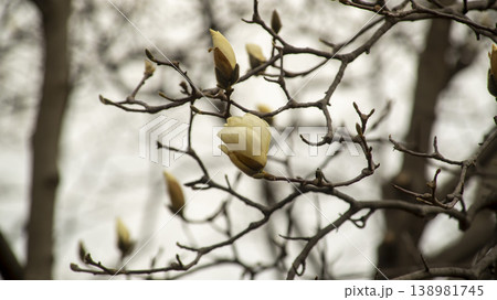 Hwarang Park Magnolia 138981745
