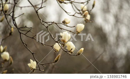Hwarang Park Magnolia 138981746