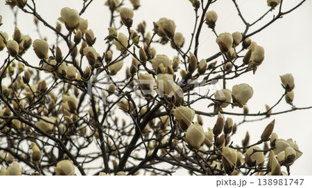 Hwarang Park Magnolia 138981747