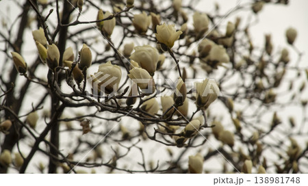 Hwarang Park Magnolia 138981748
