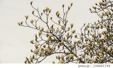 Hwarang Park Magnolia 138981749
