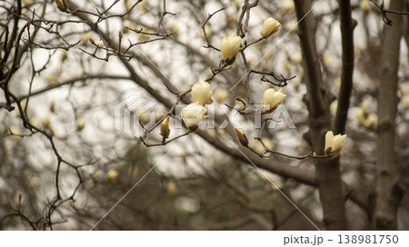 Hwarang Park Magnolia 138981750