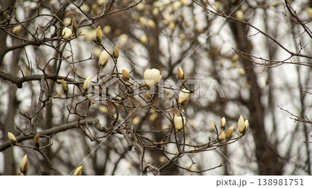 Hwarang Park Magnolia 138981751