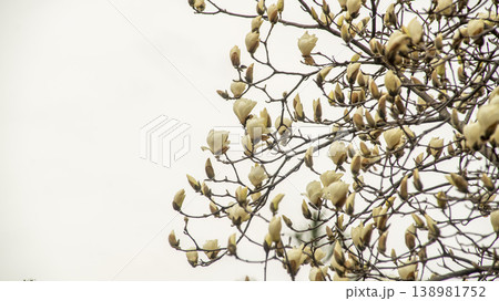 Hwarang Park Magnolia 138981752