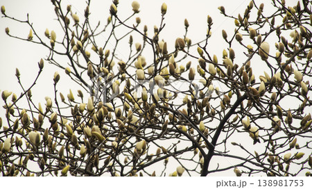 Hwarang Park Magnolia 138981753