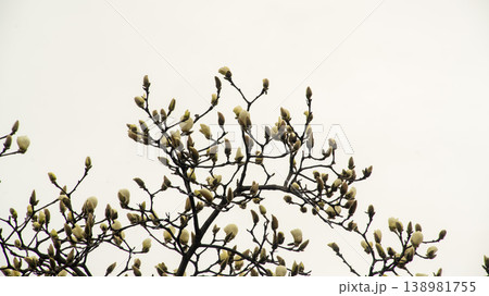 Hwarang Park Magnolia 138981755