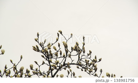 Hwarang Park Magnolia 138981756