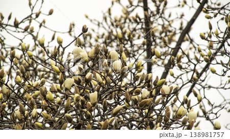 Hwarang Park Magnolia 138981757