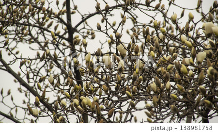 Hwarang Park Magnolia 138981758