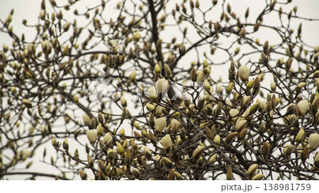 Hwarang Park Magnolia 138981759