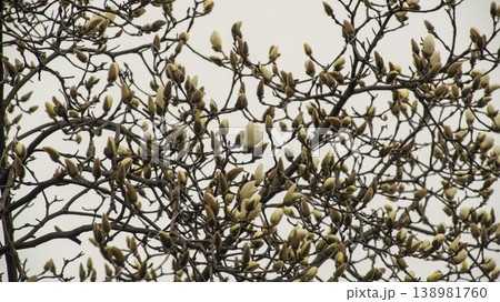 Hwarang Park Magnolia 138981760