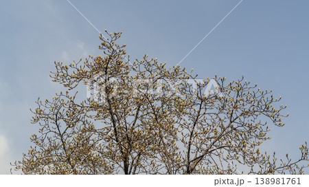 Hwarang Park Magnolia 138981761