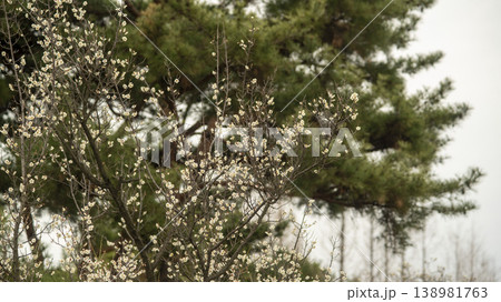 Hwarang Park Magnolia 138981763
