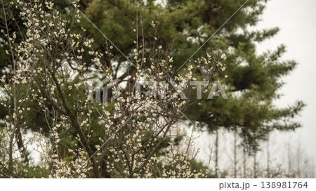 Hwarang Park Magnolia 138981764