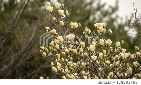 Hwarang Park Magnolia 138981765