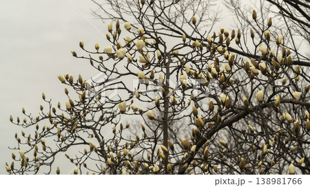 Hwarang Park Magnolia 138981766