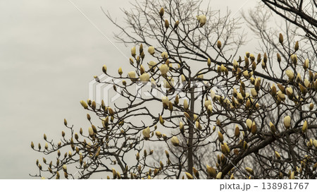 Hwarang Park Magnolia 138981767