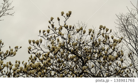 Hwarang Park Magnolia 138981768